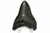 Fossil Megalodon Tooth - Georgia #144299-1